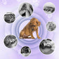 🔥Hot Product🔥🐱🐶Pet Toothbrush Pen for Cleaning
