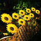 🔥2025 New Hot Sale 50% OFF🔥Sunflower Solar Garden Stake Led Lights🌻
