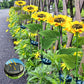 🔥2025 New Hot Sale 50% OFF🔥Sunflower Solar Garden Stake Led Lights🌻