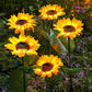 🔥2025 New Hot Sale 50% OFF🔥Sunflower Solar Garden Stake Led Lights🌻