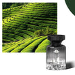 110ml Long-Lasting Car Air Freshener