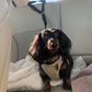 🔥Buy more save more🎁2-in-1 Dog Car Seat Belt & Walking Leash