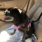 🔥Buy more save more🎁2-in-1 Dog Car Seat Belt & Walking Leash