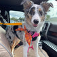 🔥Buy more save more🎁2-in-1 Dog Car Seat Belt & Walking Leash